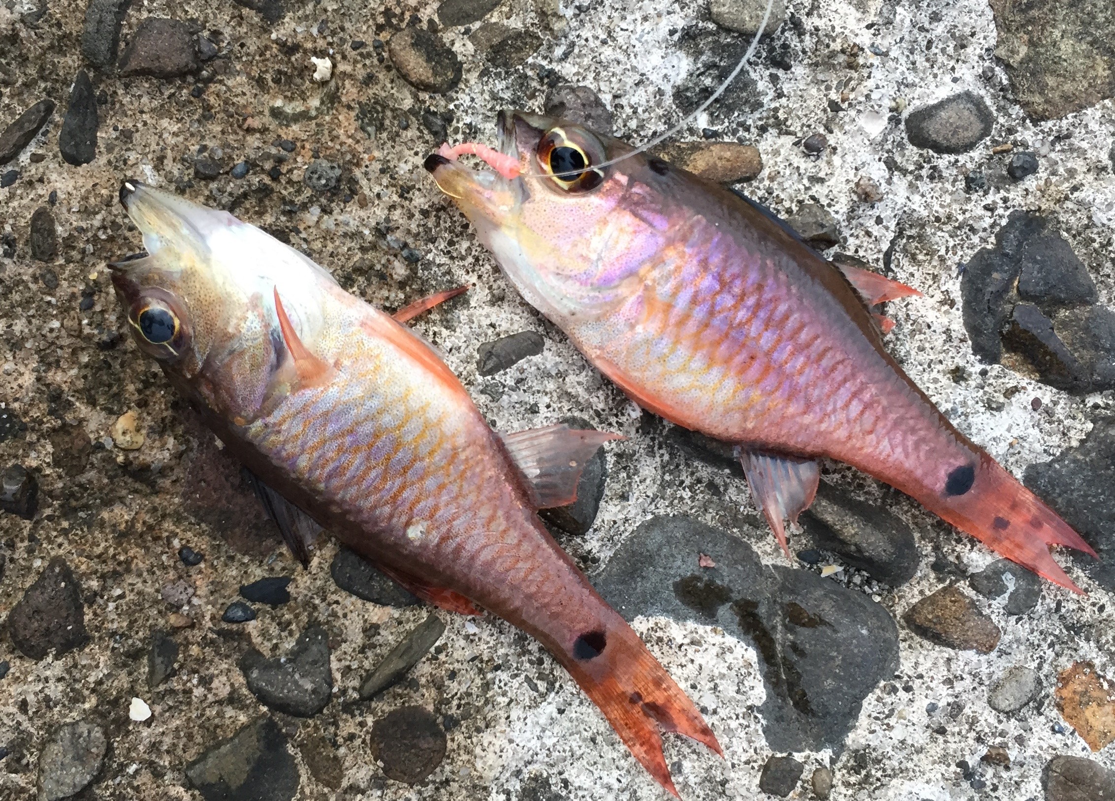 two fish that have been caught